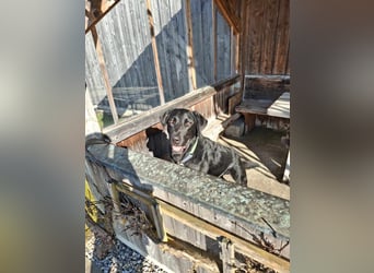 Tyson - der gutgelaunte Traumhund