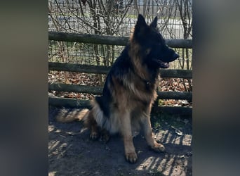 Langstockhaar Schäferhund  Rüde