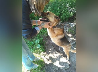 Die schöne, ältere Schäferhündin Emily ist eine liebe und treue Begleiterin.