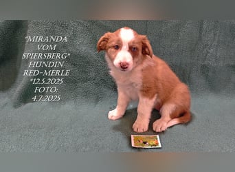 Border Collie-Welpen , black-,choco-,red-white und red-,black-merle