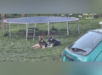 Osteuropäische Schäferhund Welpen