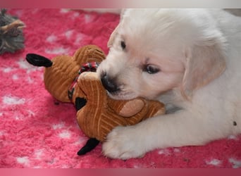 Golden Retriever Welpen