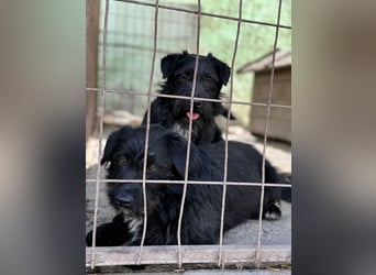 Kiki-LM, ein kleiner Schatz sucht Geborgenheit