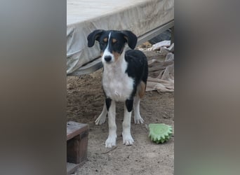 Kleine Katja wartet auf ihre Menschen