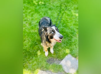 Coda -Rohdiamant sucht Potenzialgeber