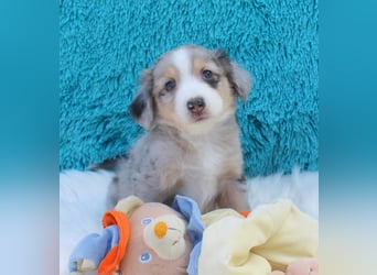 Super schöne Miniature Australian Shepherd Schmusebärchen aus liebevoller Hausaufzucht .