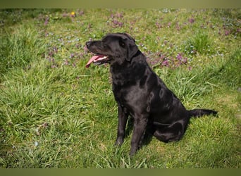 IVAR - Warum nicht einfach mal eine schwarze Fellnase adoptieren? Lieber Rüde sucht aktive Familie!