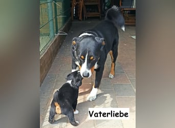 Appenzeller Sennenhund Welpen
