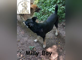 Milly Boy – Schmusebacke sucht neuen Schoß zum Chillen