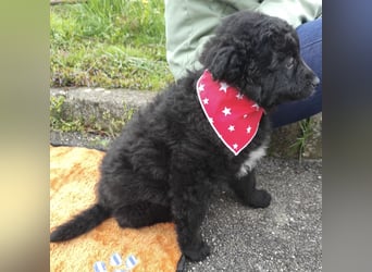 Teddy ein süßer Spatz