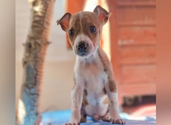 Lucky - ein Welpe sucht sein Körbchen
