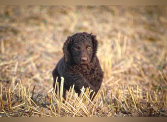 Irish Water Spaniel Welpen / Nichthaarend / FCI - VDH Zucht