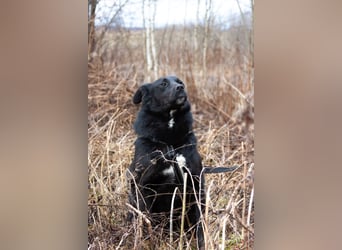 Familienhund Semön sucht ein Zuhause