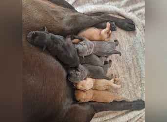Labradorwelpen