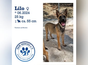 Malinois Mädchen LILO (Juni 2024) sucht eine Familie!