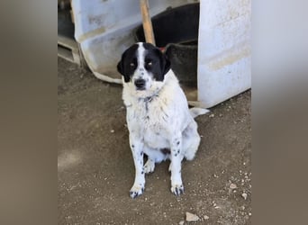 Mila, bereits auf PS in DE, sucht Traumzuhause!