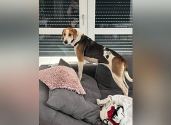 Verschmuster Familienhund Lona, zu besuchen in Bad Nauheim