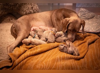 Weimaraner-Mix Welpen aus liebevoller Verpaarung – 12 kleine Wunder suchen ihr Zuhause
