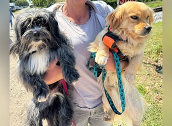 Chipnummer 248561 - Kleiner Wuschelwelpe sucht seine Familie