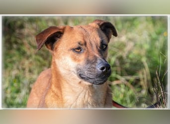 Pepper – ein kleines Sensibelchen