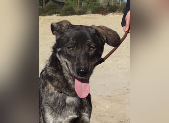 Elfie, Schäferhund-Mix, lieb und verträglich