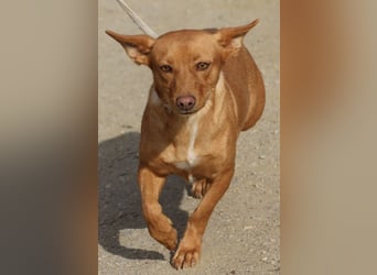 Minnie, anhänglich, lernwillig, freundlich