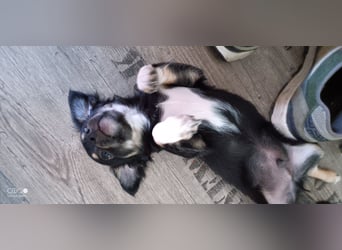 Reinrassige Langhaar - Chihuahua - Welpen abzugeben, sehr verspielt und verkuschelt!