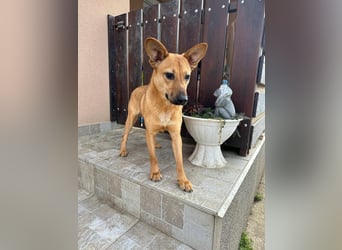 Kubu, geb. 01.06.2024, 40 cm, sucht ein Für-Immer-Zuhause