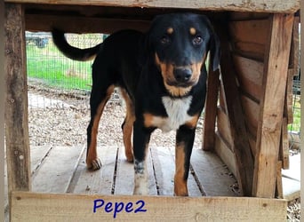 Pepe2 06/2024 (GRC) - aufgeschlossener, süßer und neugieriger Junghund!