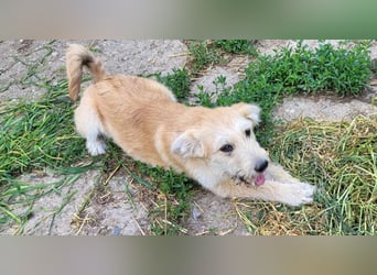 ERWIN - die kleine Knutschkugel