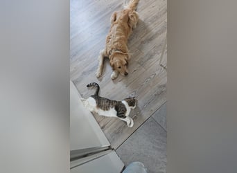 Golden Retriever Mischlings-Rüde Fridolin sucht ein Zuhause