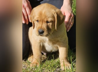Labrador Welpen Foxred