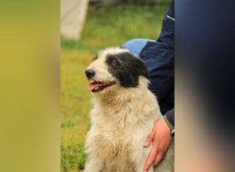 Holunderbeere LM - Sanfte Hündin mit großem Herzen sucht liebevolles Zuhause