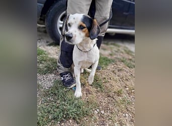 Jakob, fröhlicher Beagle Mix geb. 2021