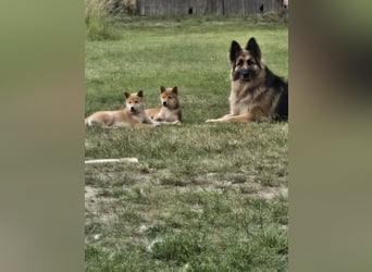 Shiba inu Welpen.   vom Haus Joe   ,Liebhaberzucht