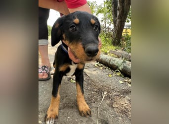 Alexa, geboren 16.03.2025, 21cm sucht ihr Zuhause