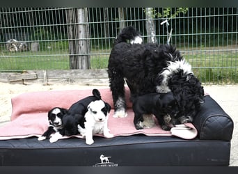 bezaubernde Tibet Terrier Welpen aus liebevoller Zucht dürfen Ende Juli ausziehen..