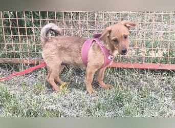 Giulia sucht ein liebevolles Zuhause