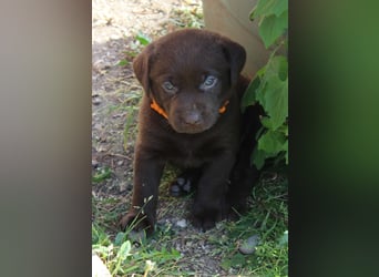 LABRADOR WELPEN Reinrassig mit Ahnentafel - GRAU und BRAUN - Beste Familienzucht