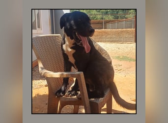 Katzenverträglicher Labrador Mischling Blue, menschenbezogen und sozial, sucht Familienanschluß!