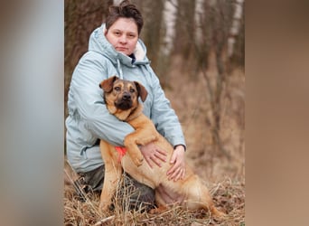 Teenager-Hündin Bulochka sucht Familie