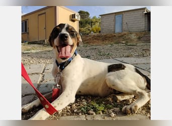 Dante (TO) Ein wundervoller kleiner Hund zum knutschen