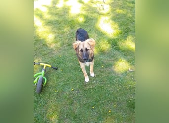 Tobi - aktiver, lebhafter und verspielter Schäferhund-Mix Rüde / Pflegestelle in 33...Paderborn