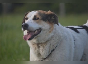 Sharky - Großer gemütlicher Bär sucht Familie zum Liebhaben (47839 Krefeld)