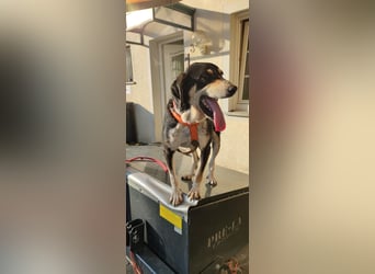 Kyro - auf Pflegestelle in der Eifel