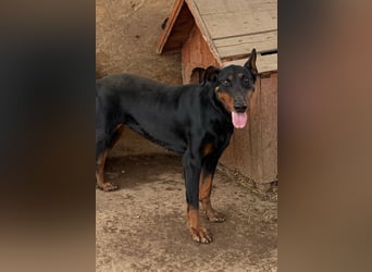 Dobermann-Mix LUNA sucht ihr Zuhause!