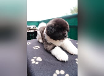 Amerikanische Akita