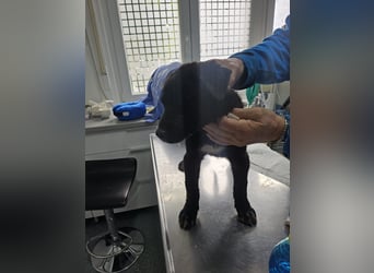 Nova – Kleine Powermaus mit viel Charme sucht aktive Menschen