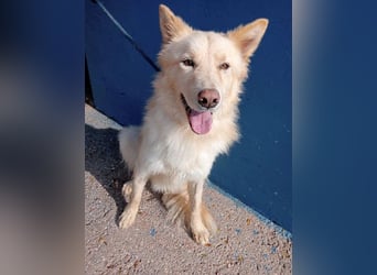 Dolar, Border-Collie typischer Jungspund aus der Tötung