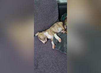 Miniature Bullterrier-Australian shepherd mix